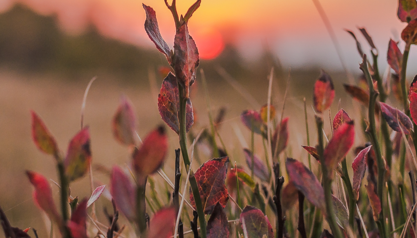 depresja, psycholog gliwice, psychoterapia gliwice